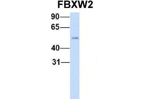 Host:  Rabbit  Target Name:  FBXW2  Sample Type:  Human Fetal Heart  Antibody Dilution:  1. (FBXW2 Antikörper  (Middle Region))