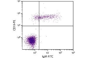 Human peripheral blood lymphocytes were stained with Mouse Anti-Human IgM-FITC. (Maus anti-Human IgM Antikörper (FITC))