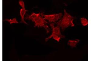 ABIN6268977 staining 293 by IF/ICC.