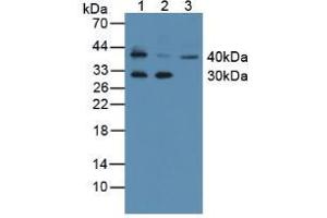 Western blot analysis of (1) Mouse Thymus Tissue, (2) Mouse Skin Tissue and (3) Human K562 Cells. (Kallikrein 11 Antikörper  (AA 39-282))