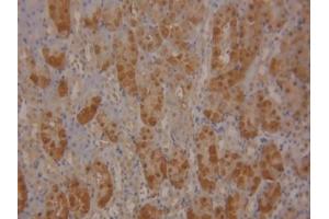 IHC-P analysis of Mouse Kidney Tissue, with DAB staining. (SOD1 Antikörper  (AA 2-154))