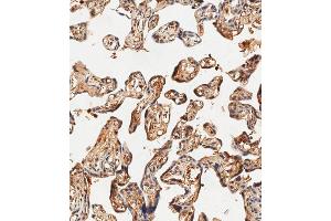 Immunohistochemical analysis of paraffin-embedded human placenta tissue using (ABIN1881403 and ABIN2838826) performed on the Leica® BOND RXm.