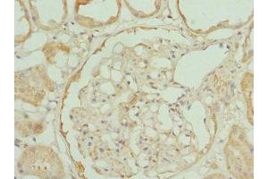 Immunohistochemistry of paraffin-embedded human kidney tissue using ABIN7166332 at dilution of 1:100 (RP2 Antikörper  (AA 1-350))