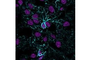 Immunofluorescence Analysis of methanol-fixed human cerebral cortex cryosection stained with CF405S Recombinant Rabbit Anti-GFAP (ASTRO/1974R) (blue) and CF647 Monoclonal Mouse Anti-Histone H1 (HH1/957) (magenta). (Rekombinanter GFAP Antikörper)