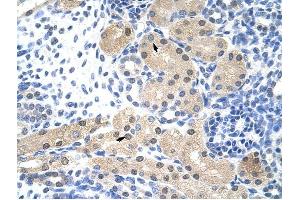 RNASEH2A antibody was used for immunohistochemistry at a concentration of 4-8 ug/ml to stain Epithelial cells of renal tubule (arrows) in Human Kidney. (RNASEH2A Antikörper  (Middle Region))