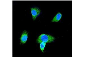 IF analysis of GST3/GST pi using anti-GST3/GST pi antibody (ABIN3042437). (GSTP1 Antikörper  (AA 2-210))