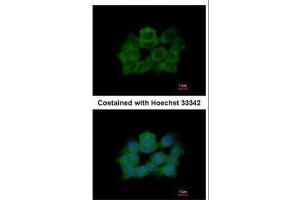 ICC/IF Image Immunofluorescence analysis of paraformaldehyde-fixed A431, using ABR, antibody at 1:500 dilution. (ABR Antikörper  (C-Term))
