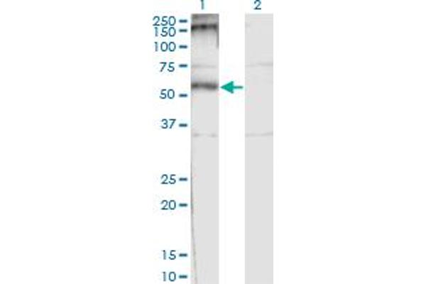 CHRND antibody  (AA 24-130)