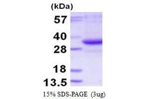 TatD DNase Domain Containing 3 (TATDN3) protein (His tag)