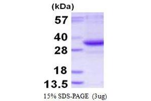 Image no. 1 for TatD DNase Domain Containing 3 (TATDN3) protein (His tag) (ABIN1098282)