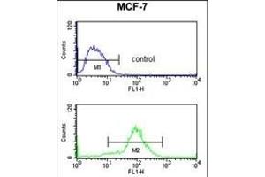 HCCA2 Antibody (N-term) (ABIN653299 and ABIN2842801) flow cytometry analysis of MCF-7 cells (bottom histogram) compared to a negative control cell (top histogram). (MOB2 Antikörper  (N-Term))