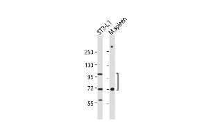 All lanes : Anti-CD36 Antibody (Center) at 1:1000 dilution Lane 1: 3T3-L1 whole cell lysate Lane 2: Mouse spleen whole tissue lysate Lysates/proteins at 20 μg per lane.