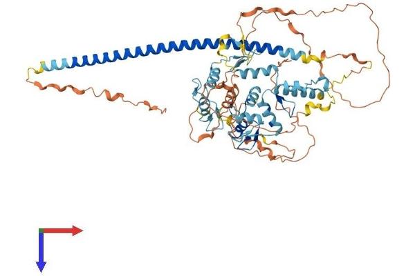 ZNF398 Protein (AA 1-642) (His tag)