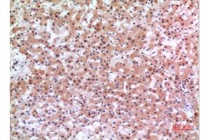 Immunohistochemistry (IHC) analysis of paraffin-embedded Human Liver, antibody was diluted at 1:100. (INHBE Antikörper  (C-Term))