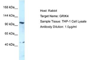 Host: Rabbit Target Name: GRIK4 Sample Type: THP-1 Whole Cell lysates Antibody Dilution: 1. (GRIK4 Antikörper  (C-Term))