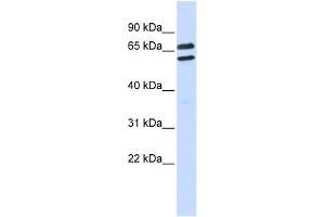 TRIML1 antibody used at 1 ug/ml to detect target protein. (TRIML1 Antikörper  (Middle Region))
