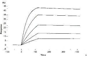 Surface Plasmon Resonance (SPR) image for Interleukin 1 Receptor, Type II (IL1R2) (AA 14-343) protein (Fc Tag) (ABIN7274894)