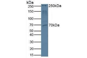 Western blot analysis of Human HeLa cells. (MTOR Antikörper  (AA 2226-2488))