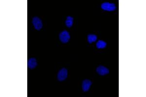 Confocal Immunofluorescent analysis of SK-OV-3 cells using CF488-labeled Isotype Control Mouse Monoclonal Antibody IgG1-(Green). (EpCAM Antikörper  (N-Term) (CF®488A))