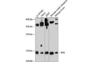 Western blot analysis of extracts of various cell lines, using RFK antibody (ABIN6128627, ABIN6146889, ABIN6146890 and ABIN6224905) at 1:3000 dilution. (Riboflavin Kinase Antikörper  (AA 1-155))