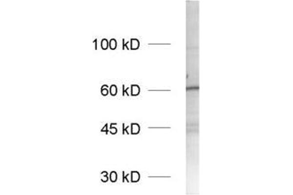 SYN2 antibody  (AA 440-458)