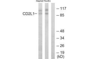 Western blot analysis of extracts from HepG2 cells and HUVEC cells, using CD2L1 antibody. (CDK11 Antikörper  (N-Term))