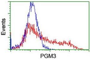 HEK293T cells transfected with either RC201522 overexpress plasmid (Red) or empty vector control plasmid (Blue) were immunostained by anti-PGM3 antibody (ABIN2455901), and then analyzed by flow cytometry. (Phosphoglucomutase 3 Antikörper)