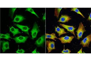 ICC/IF Image MX1 antibody [N2C2], Internal detects MX1 protein at cytoplasm by immunofluorescent analysis.