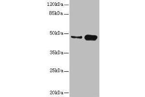 Western blot All lanes: CSNK1G2 antibody at 4. (Casein Kinase 1 gamma 2 Antikörper  (Isoform gamma 2))