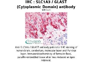 Image no. 1 for anti-Solute Carrier Family 1 (Glial High Affinity Glutamate Transporter), Member 3 (SLC1A3) (Cytoplasmic Domain) antibody (ABIN1739337)