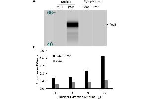 Transcription factor assay of fosB from nuclear extracts of K562 cells or K562 cells treated with PMA (50 ng/ml) for 3 hr. (FOSB ELISA Kit)