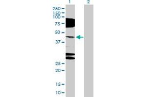 Western Blot analysis of NR2E1 expression in transfected 293T cell line by NR2E1 MaxPab polyclonal antibody. (NR2E1 Antikörper  (AA 1-385))