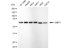 Western blotting analysis using G3BP1 antibody (ABIN7798816). (Rekombinanter G3BP1 Antikörper)