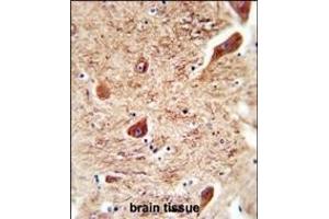 CORO7 antibody (N-term) (ABIN654722 and ABIN2844411) immunohistochemistry analysis in formalin fixed and paraffin embedded human brain tissue followed by peroxidase conjugation of the secondary antibody and DAB staining.