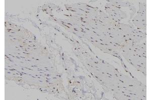 Immunohistochemistry (IHC) image for anti-Musculin (MSC) (Internal Region) antibody (ABIN6263438)