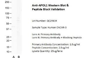 Host: Rabbit Target Name: APOL1 Sample Type: Human OVCAR-3  Lane A: Primary Antibody  Lane B: Primary Antibody + Blocking Peptide  Primary Antibody Concentration: 1.