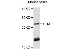Western blot analysis of extracts of mouse testis, using FTMT antibody (ABIN6293135) at 1:3000 dilution. (Ferritin Mitochondrial Antikörper)