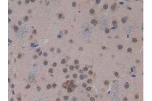 Used in DAB staining on fromalin fixed paraffin- embedded kidney tissue (HSD17B12 Antikörper  (AA 1-312))