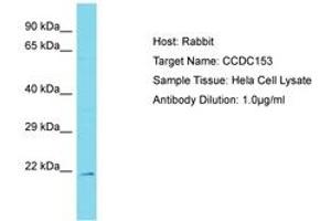 Image no. 1 for anti-Coiled-Coil Domain Containing 153 (CCDC153) (AA 89-138) antibody (ABIN6750785) (CCDC153 Antikörper  (AA 89-138))