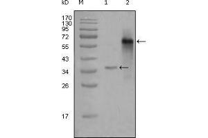 Western Blot showing NCOA3 antibody used against truncated Trx-NCOA3 recombinant protein (1) and truncated NCOA3 (aa1-200)-hIgGFc transfected CHOK1 cell lysate (2). (NCOA3 Antikörper  (AA 1-200))