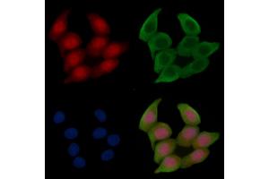Phospho-HSP70 (Ser153) Antibody staining Hela cells(45 min of heat-shock treatment) by IF/ICC. (HSP70 Antikörper  (pSer153))