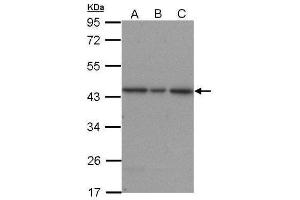 WB Image Sample (30 ug of whole cell lysate) A: A431 B: H1299 C: HepG2 12% SDS PAGE antibody diluted at 1:1500 (ERK2 Antikörper  (N-Term))