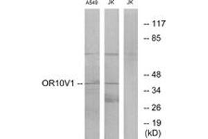 Western blot analysis of extracts from A549/Jurkat cells, using OR10V1 Antibody. (OR10V1 Antikörper  (AA 161-210))