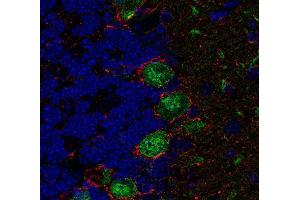 Indirect immunolabeling of PFA fixed, paraffin embedded mouse cerebellum with rabbit anti-GAT 1 (dilution 1 : 500; red) and chicken anti-calbindin (, dilution 1 : 500; green). (SLC6A1 Antikörper  (AA 585-599))