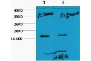 Western Blotting (WB) image for anti-Histone 3 (H3) (H3K79me3) antibody (ABIN3178644) (Histone 3 Antikörper  (H3K79me3))