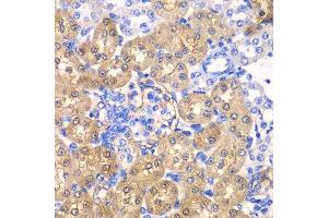 Immunohistochemistry of paraffin-embedded rat kidney using HPD antibody. (HPD Antikörper  (AA 1-393))