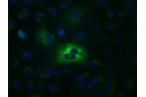 Anti-ALDH1L1 mouse monoclonal antibody (ABIN2452749) immunofluorescent staining of COS7 cells transiently transfected by pCMV6-ENTRY ALDH1L1 (RC213720). (ALDH1L1 Antikörper)