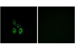 Immunofluorescence analysis of A549 cells, using ADRA1A Antibody.