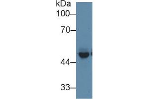 Western Blot; Sample: Mouse Cerebrum lysate; Primary Ab: 1µg/ml Rabbit Anti-Mouse PICK1 Antibody Second Ab: 0.