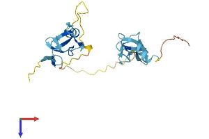 CSRP3 Protein (AA 1-194) (His tag)